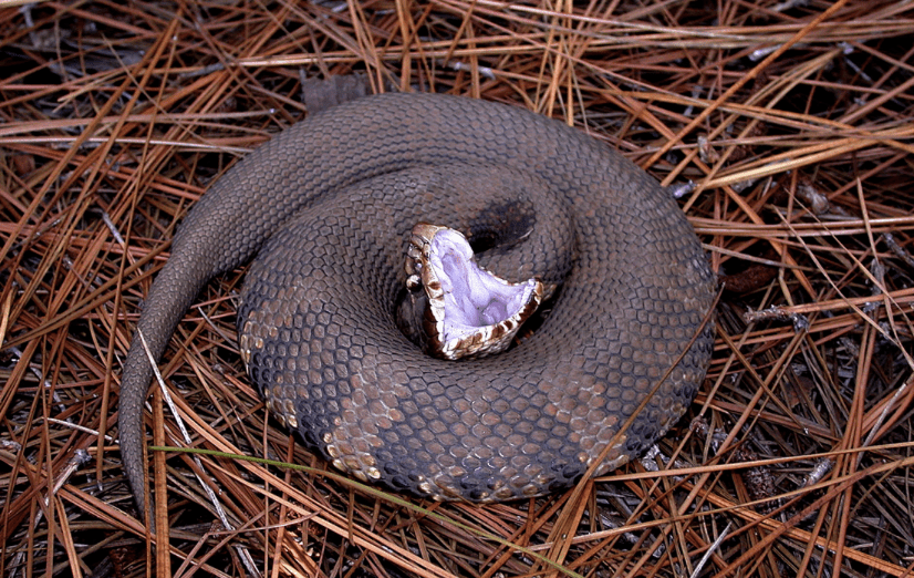 Northern Cottonmouth with mouth open.